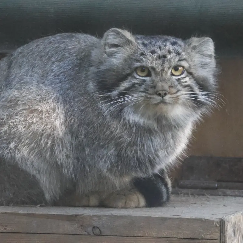 A photograph of Son of Snezhana b.2026 Ⅰ in Novosibirsk Zoo