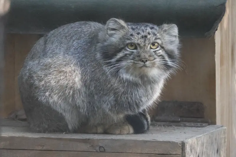 A photograph of a Pallas's cat in Novosibirsk Zoo