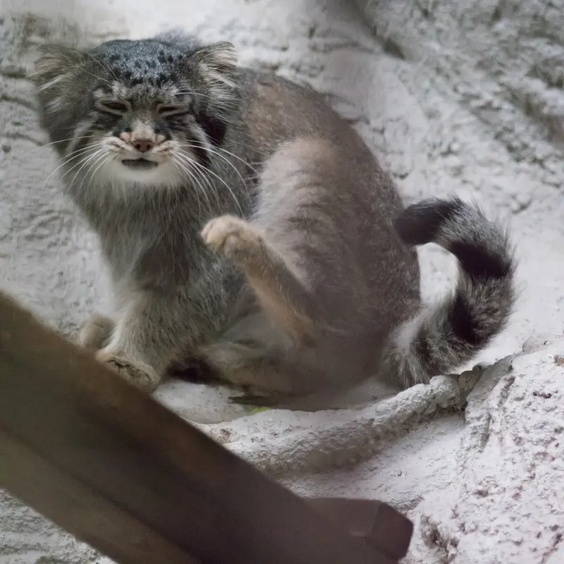 A photograph of Figa in Nogeyama Zoo
