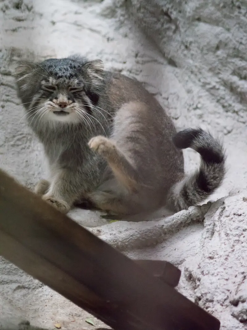 A photograph of Figa in Nogeyama Zoo