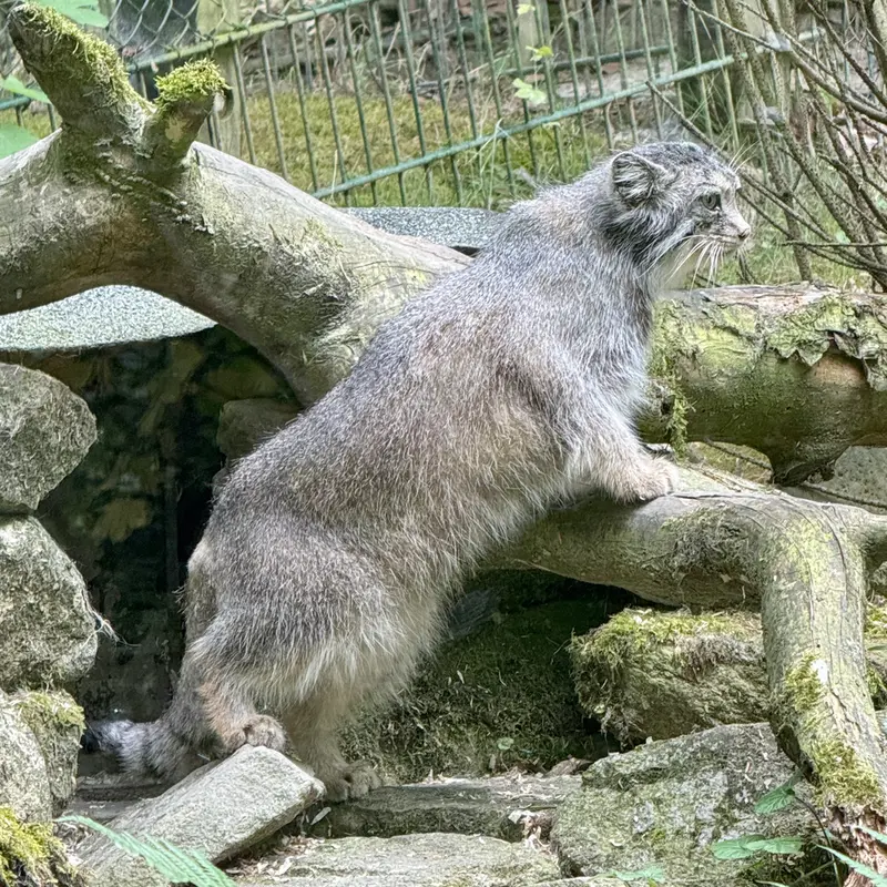 A photograph of Fay in Opel Zoo