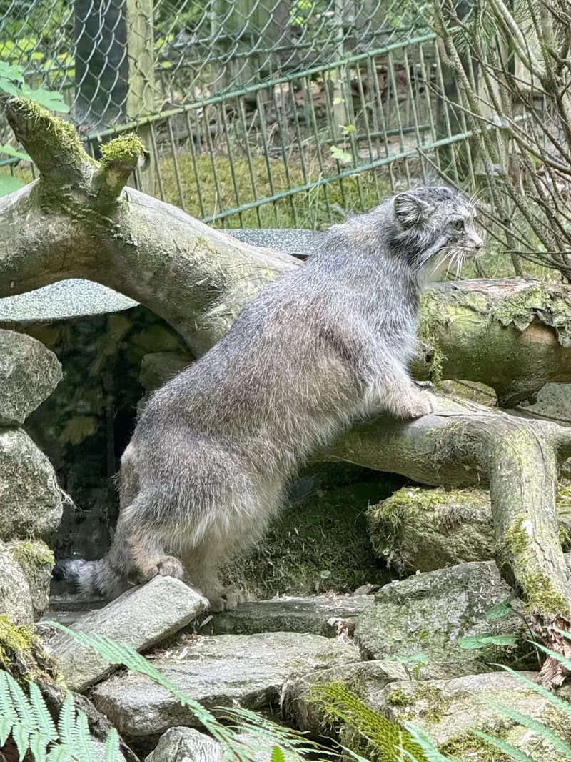 A photograph of Fay in Opel Zoo