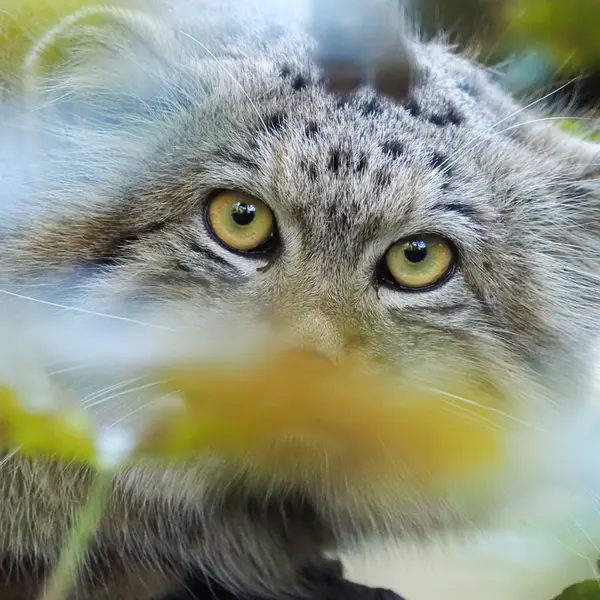 A photograph of Sayan in Gdansk Zoo