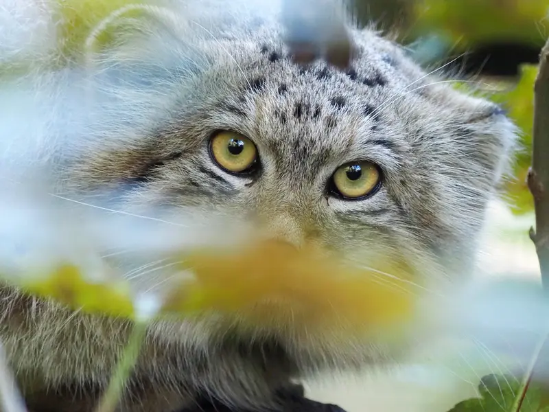 A photograph of Sayan in Gdansk Zoo