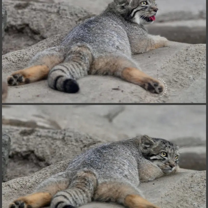 A photograph of San in Kobe Animal Kingdom