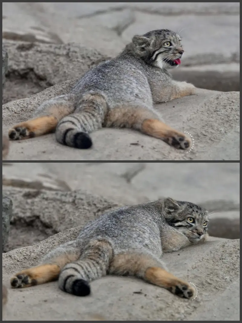 A photograph of San in Kobe Animal Kingdom