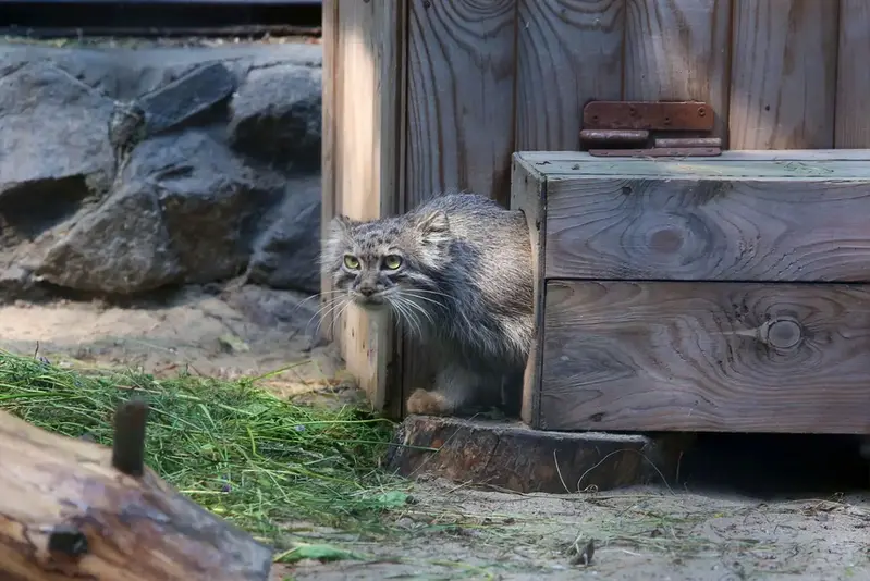 Manul of the day