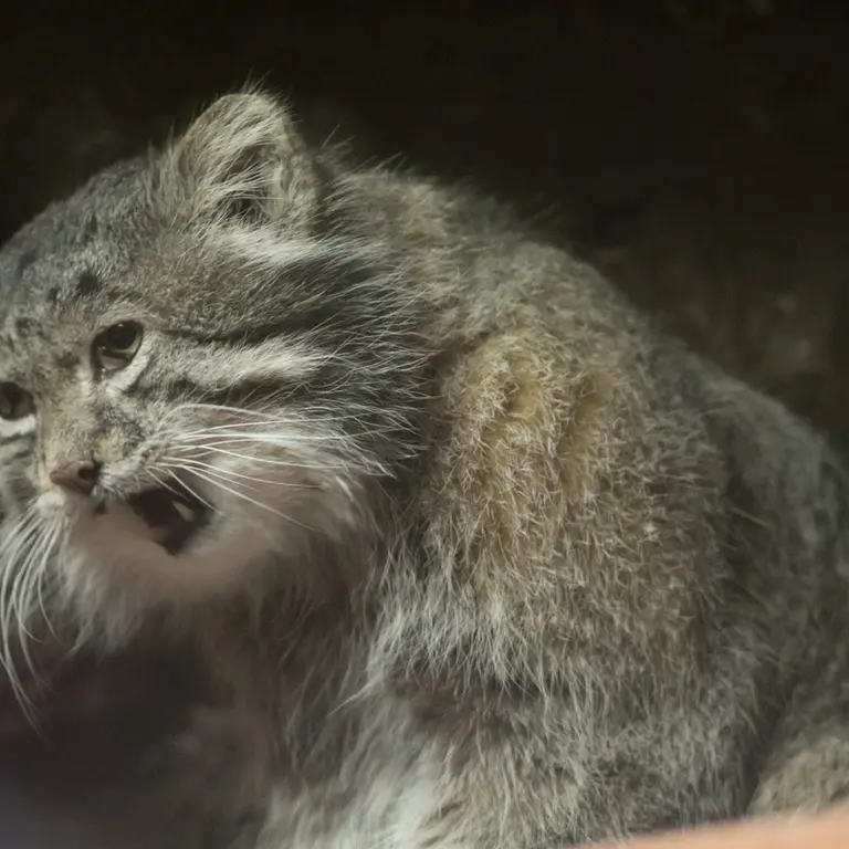 A photograph of Klyon in Ueno Zoological Gardens