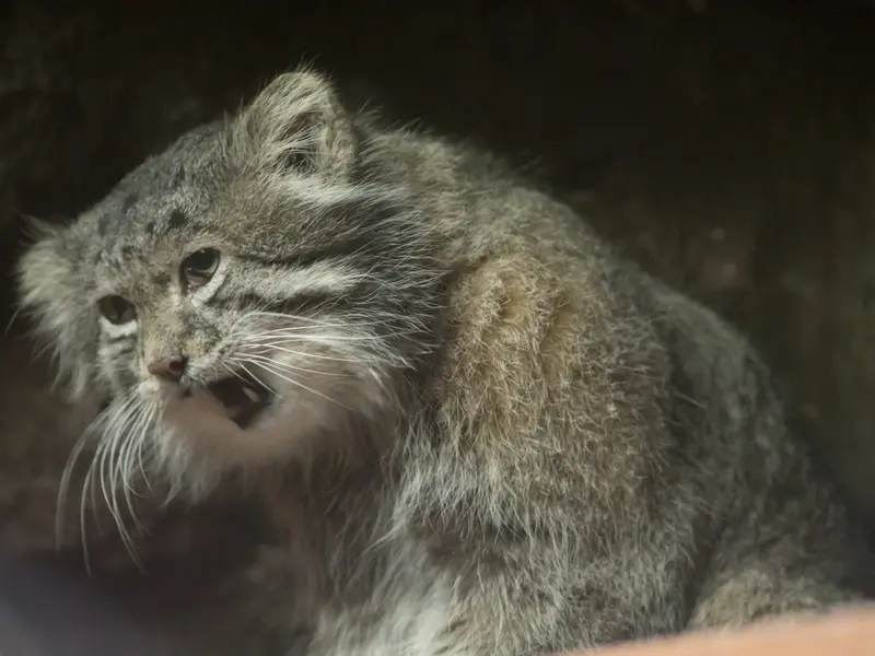 A photograph of Klyon in Ueno Zoological Gardens