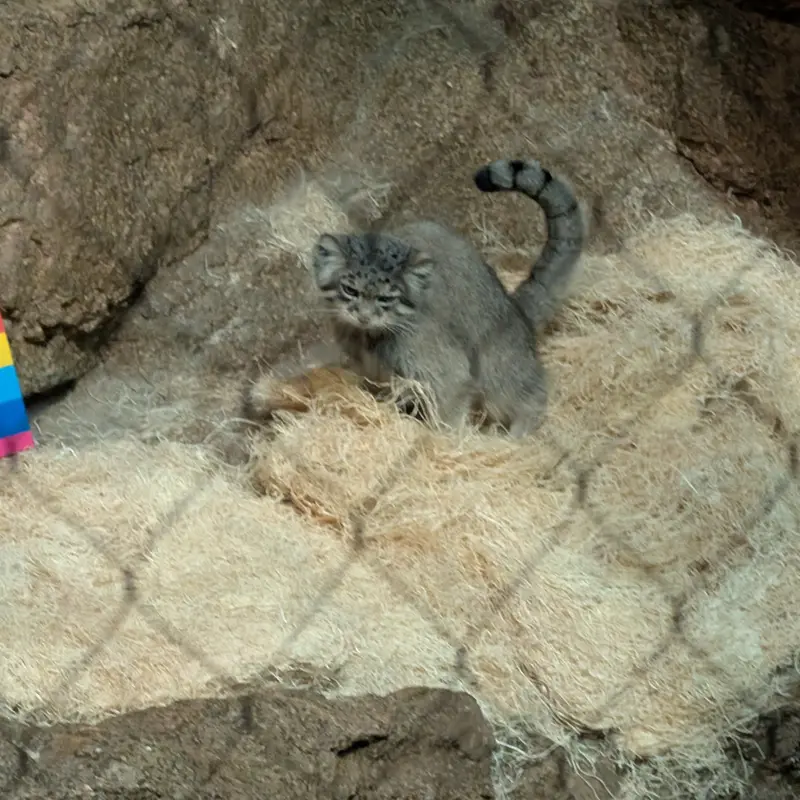 A photograph of Ruby in Brookfield Zoo Chicago