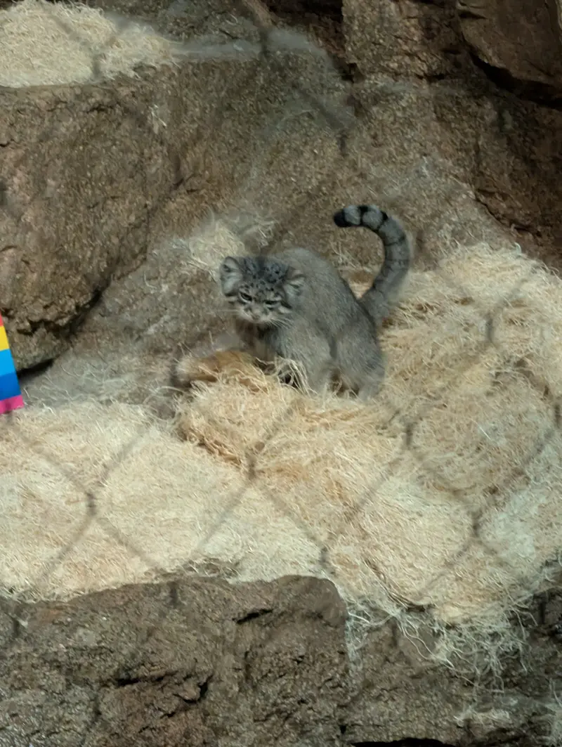 A photograph of Ruby in Brookfield Zoo Chicago