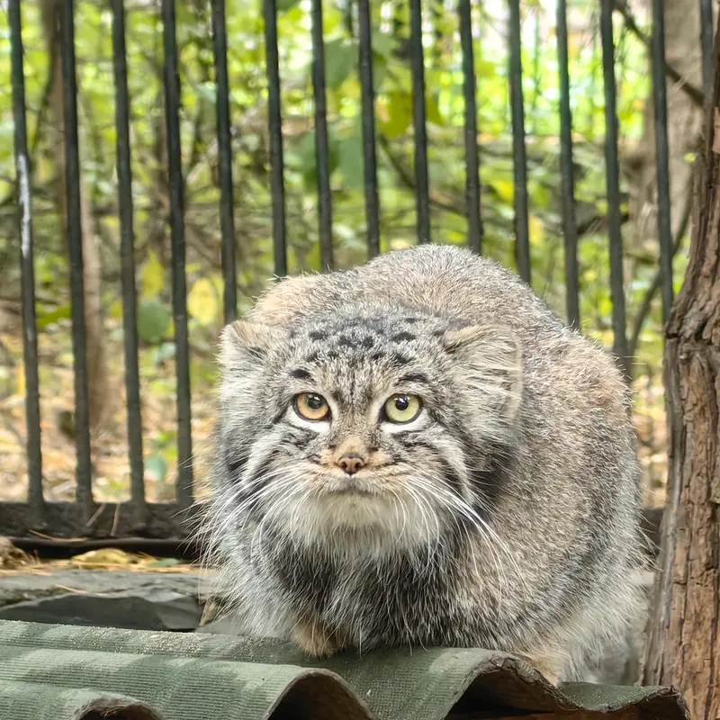 A photograph of Katun in Novosibirsk Zoo