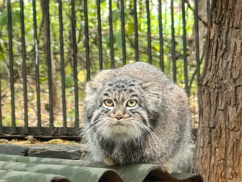 A photograph of Katun in Novosibirsk Zoo