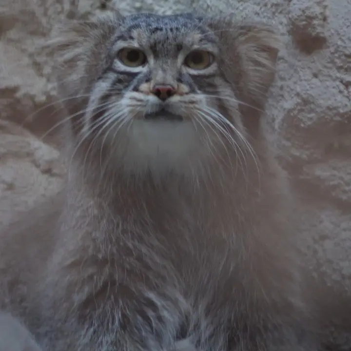 A photograph of Figa in Nogeyama Zoo