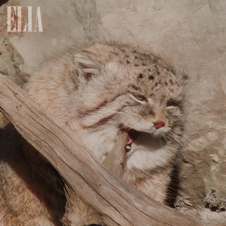 A photograph of Olaf in Calgary Zoo / Wilder Institute