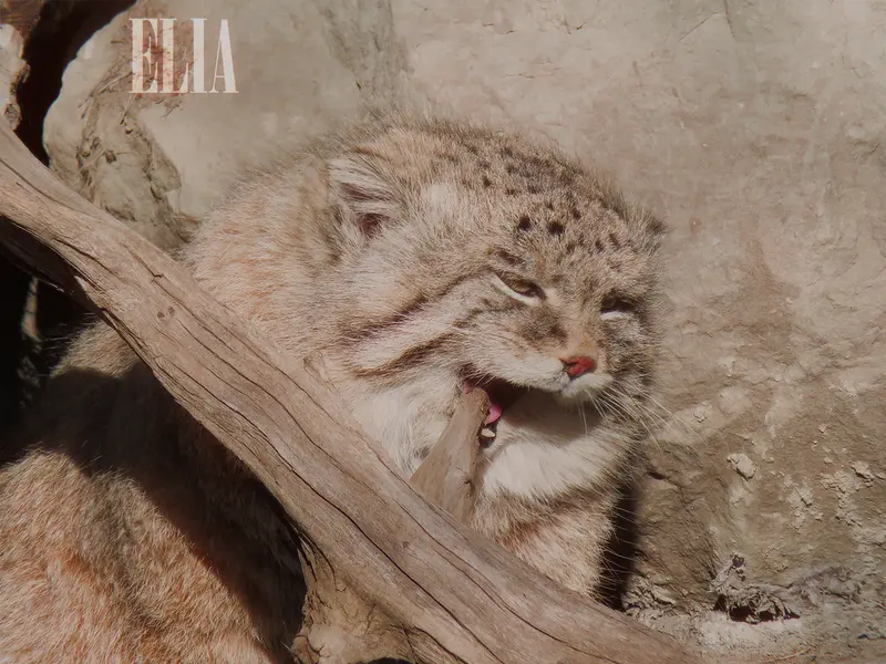 A photograph of Olaf in Calgary Zoo / Wilder Institute