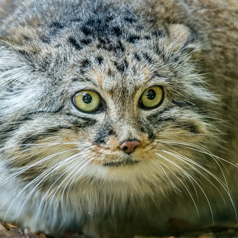 A photograph of Jethro in The Big Cat Sanctuary