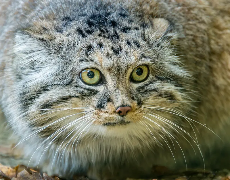 A photograph of Jethro in The Big Cat Sanctuary
