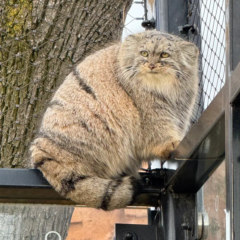 A photograph of Prinsessa in Prague Zoo