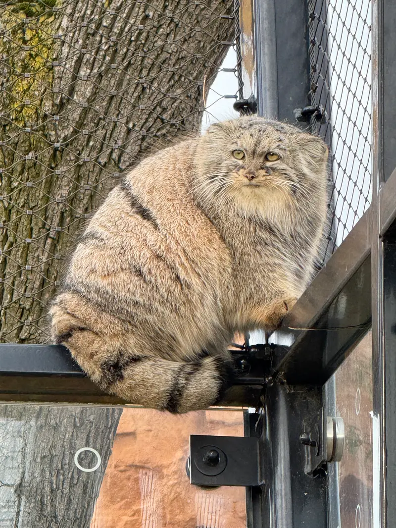 A photograph of Prinsessa in Prague Zoo