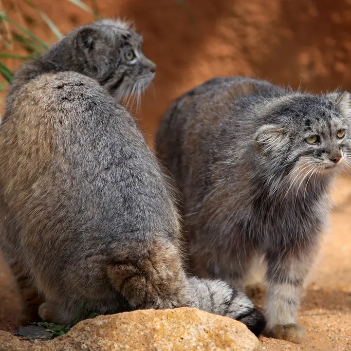 A photograph of Prinsessa and Spay in Prague Zoo
