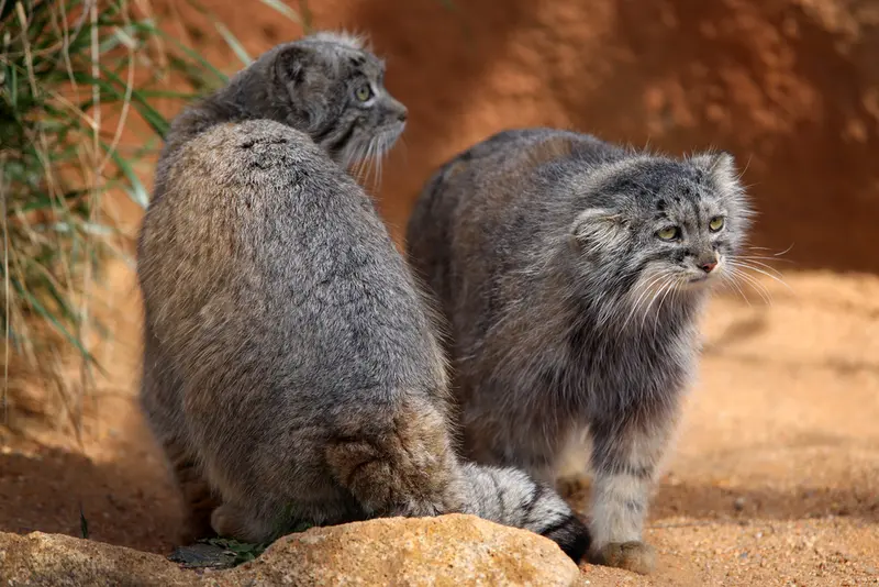 A photograph of Prinsessa and Spay in Prague Zoo