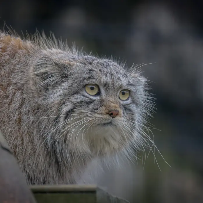 Saran the Pallas's cat from Bio-Topia Dunkerque