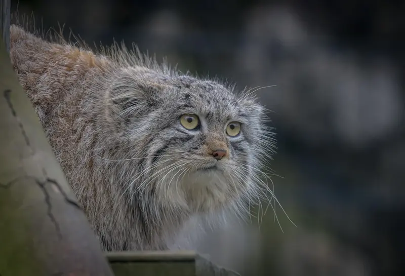 A photograph of Saran in Bio-Topia Dunkerque