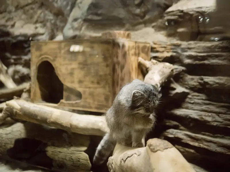 A photograph of Klyon in Ueno Zoological Gardens