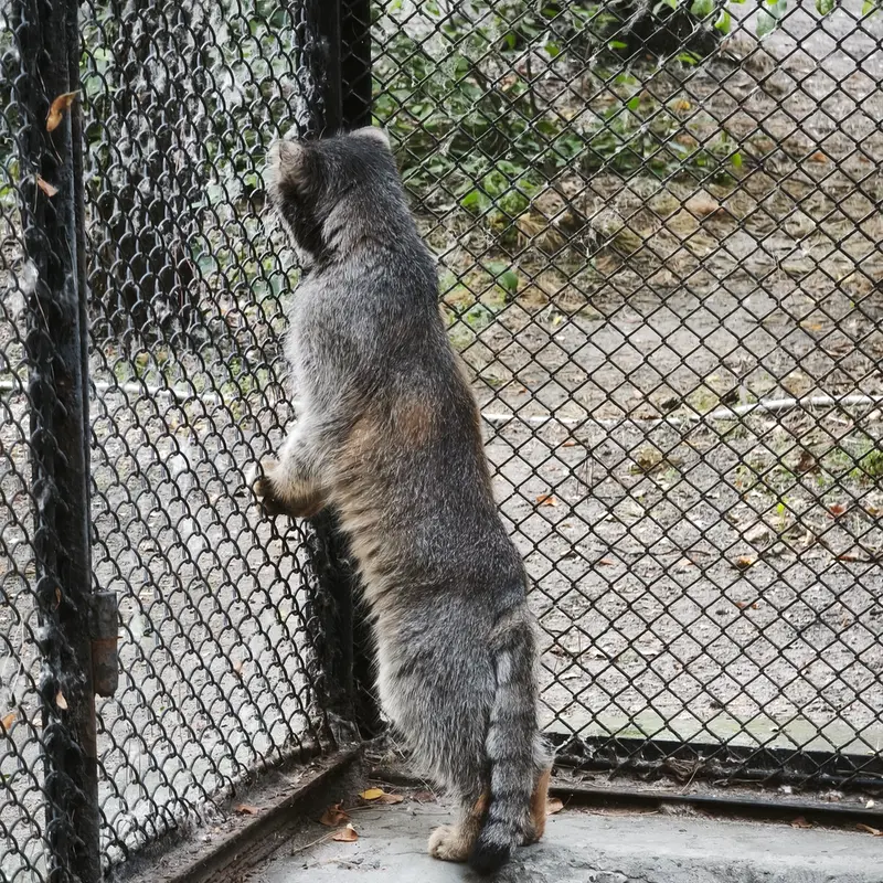 A photograph of George in Novosibirsk Zoo