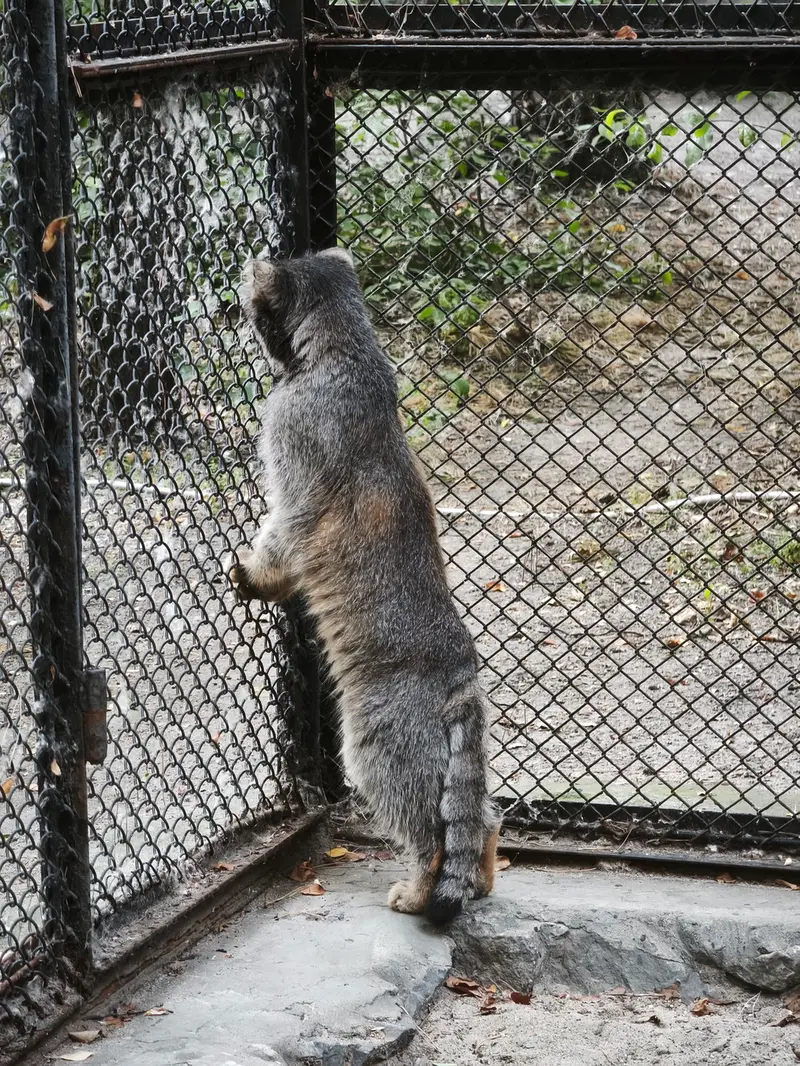 A photograph of George in Novosibirsk Zoo
