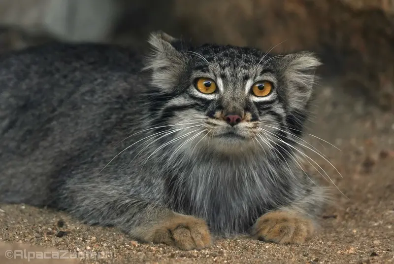 A photograph of Mei in Kobe Animal Kingdom