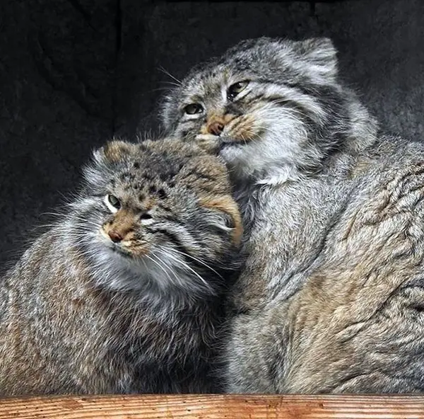 A photograph of a Pallas's cat