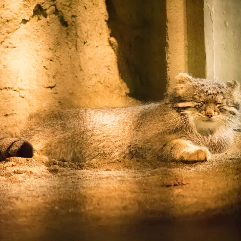 A photograph of Figa in Nogeyama Zoo
