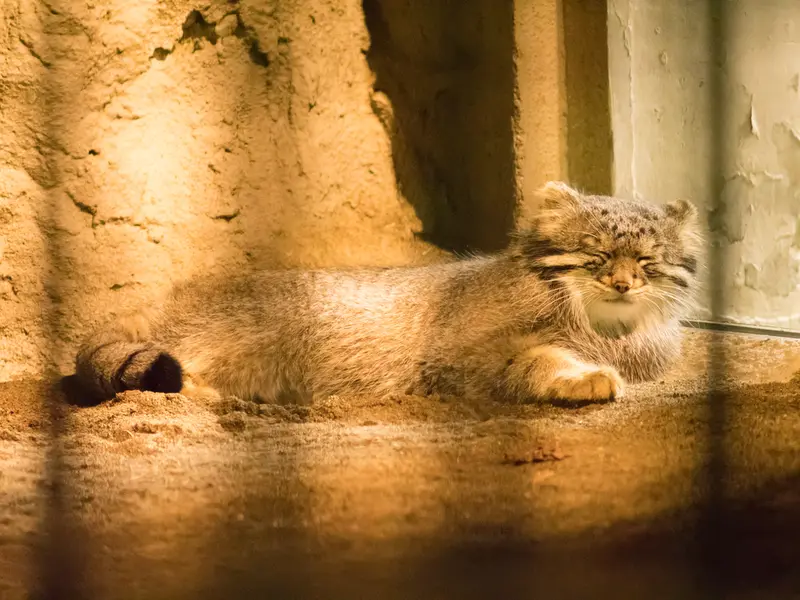 A photograph of Figa in Nogeyama Zoo