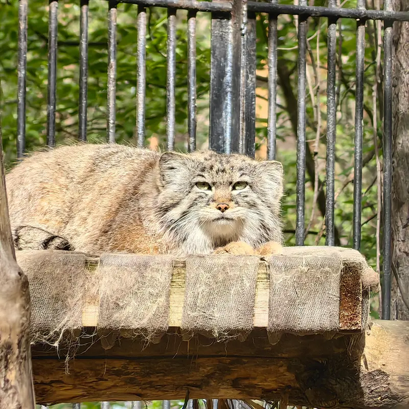 A photograph of Sylvester in Novosibirsk Zoo