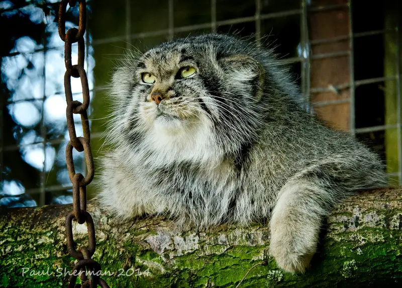 A photograph of a Pallas's cat