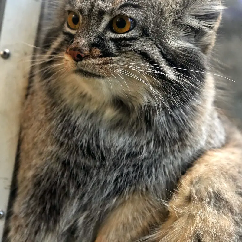 A photograph of Mei in Kobe Animal Kingdom