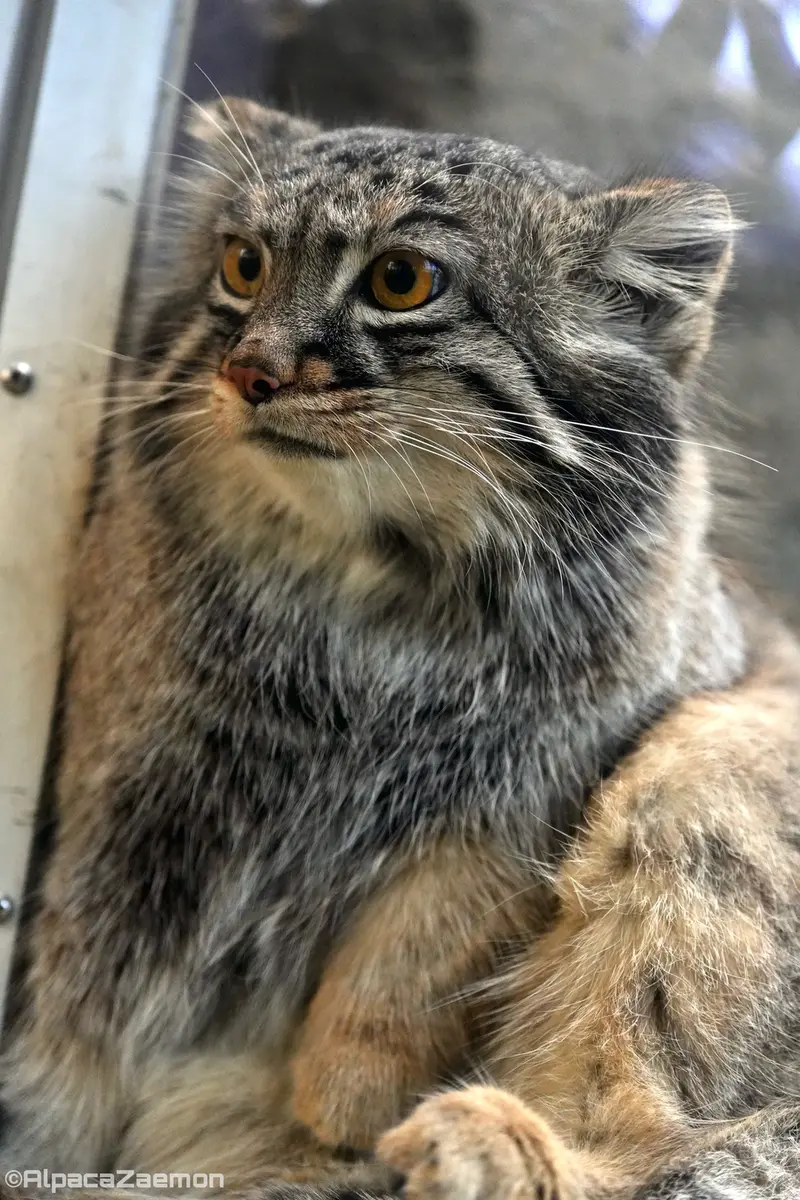 A photograph of Mei in Kobe Animal Kingdom