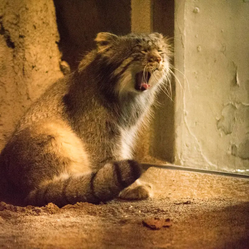 A photograph of Figa in Nogeyama Zoo
