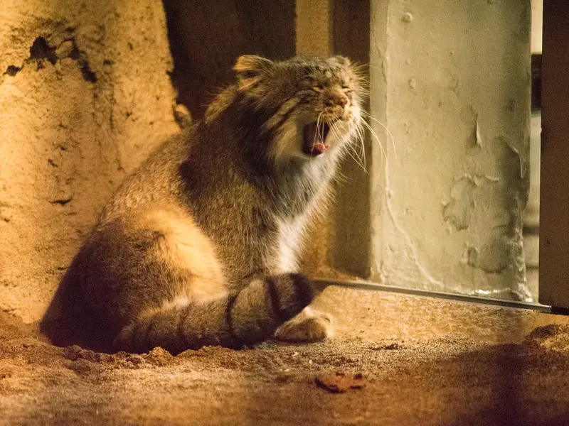 A photograph of Figa in Nogeyama Zoo
