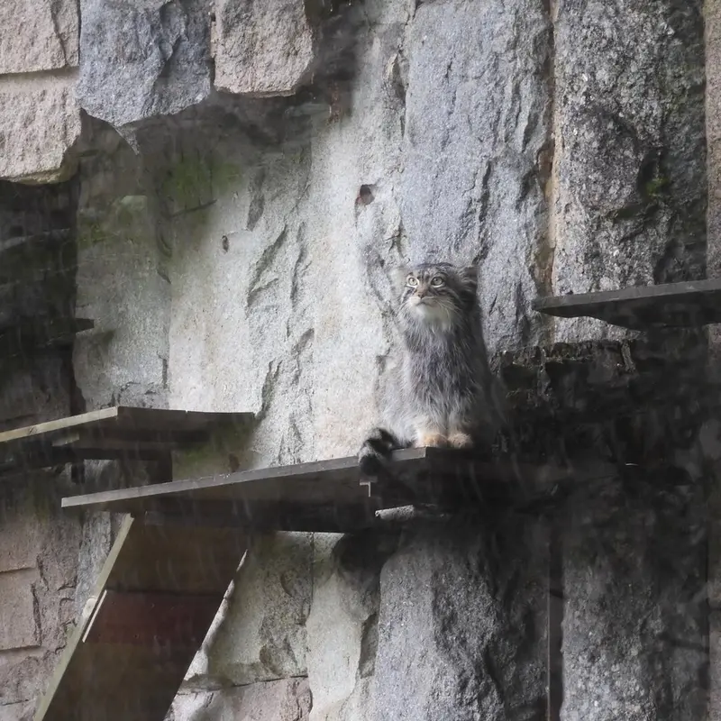 A photograph of a Pallas's cat