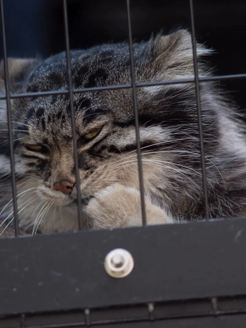 A photograph of Grusha in Asahiyama Zoo