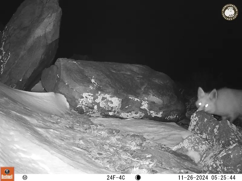 A photograph of Red fox from Koshkar camera trap
