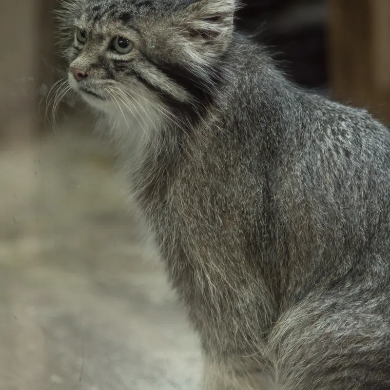 A photograph of Klyon in Ueno Zoological Gardens