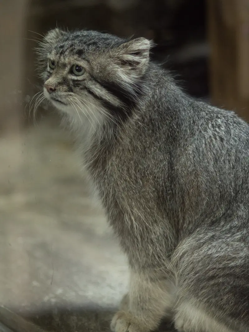 A photograph of Klyon in Ueno Zoological Gardens