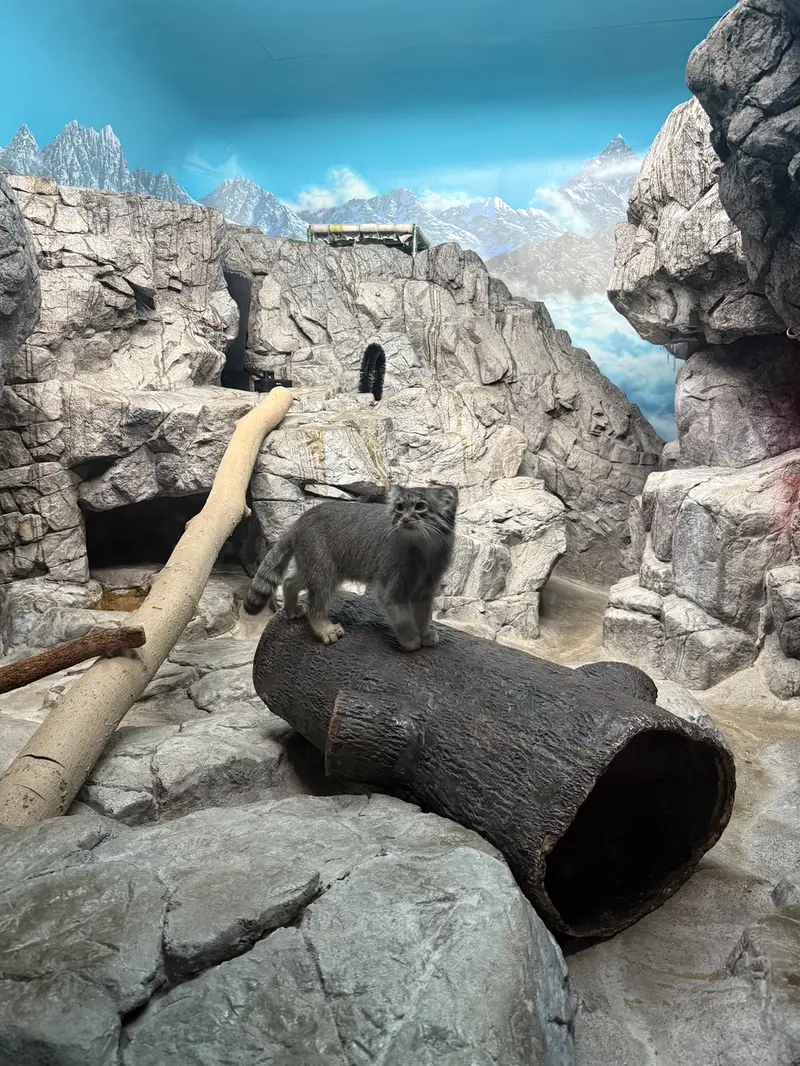 A photograph of a Pallas's cat in Cincinnati Zoo
