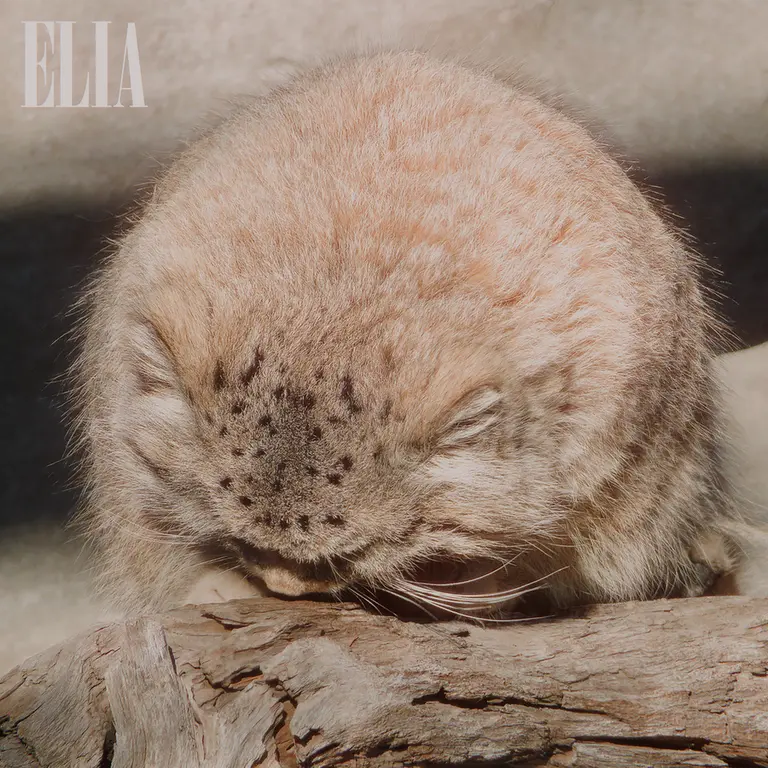 A photograph of Olaf in Calgary Zoo / Wilder Institute