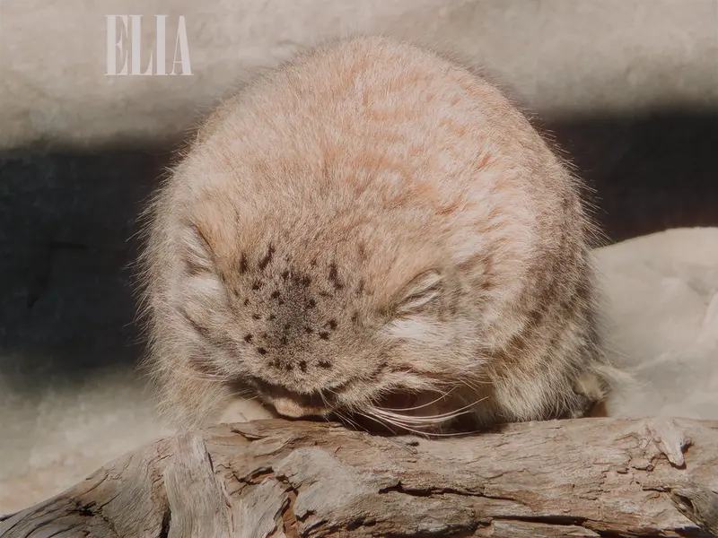A photograph of Olaf in Calgary Zoo / Wilder Institute