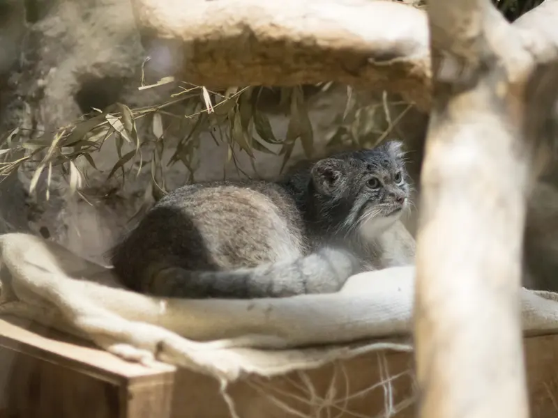 A photograph of Klyon in Ueno Zoological Gardens